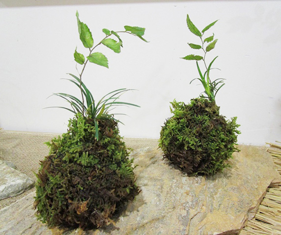 苔玉づくり体験